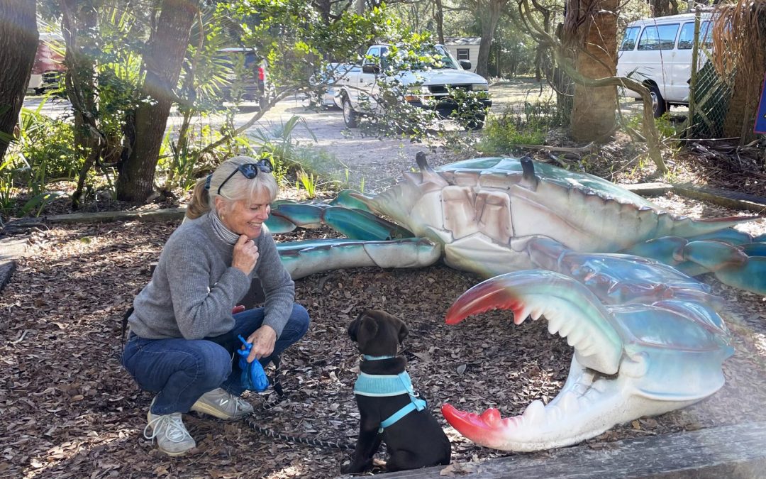 Dog trainer working with puppy